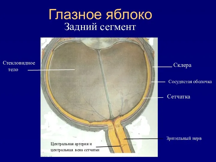 Глазное яблоко Задний сегмент Сетчатка Зрительный нерв Сосудистая оболочка Центральная