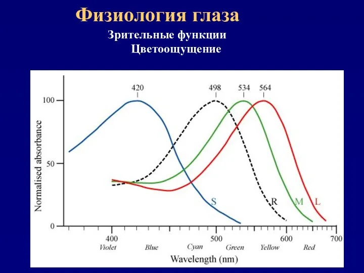 Физиология глаза Зрительные функции Цветоощущение