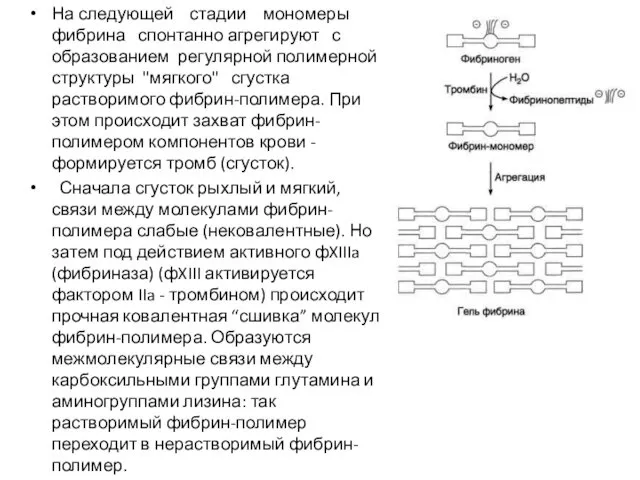 На следующей стадии мономеры фибрина спонтанно агрегируют с образованием регулярной