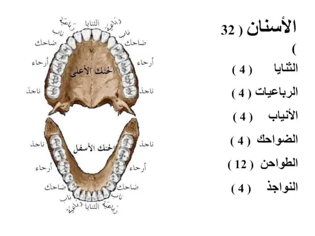 الثنايا ( 4 ) الرباعيات ( 4 ) الأنياب (