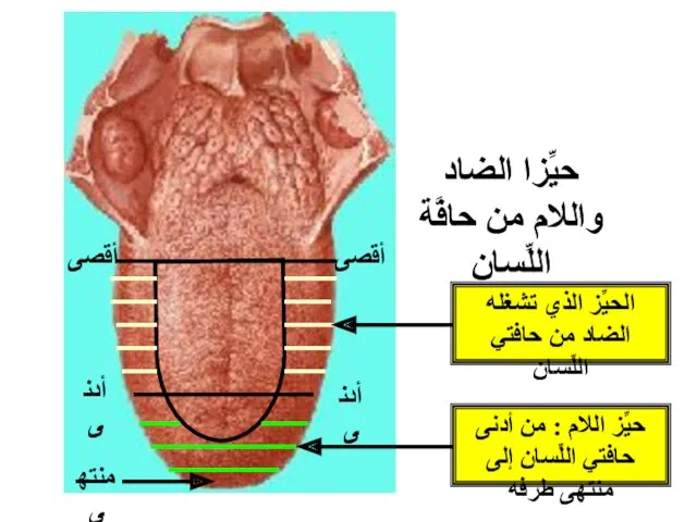 الحيِّز الذي تشغله الضاد من حافتي اللِّسان حيِّز اللام :