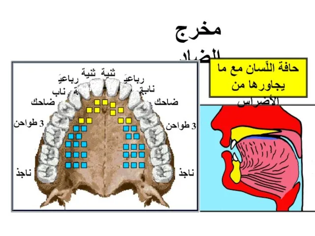 مخرج الضاد 3 طواحن 3 طواحن ثنية ثنية رباعيَة رباعيَة