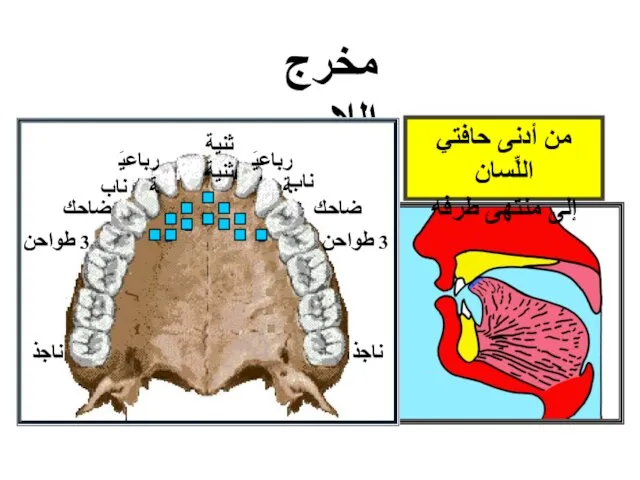 مخرج اللام 3 طواحن 3 طواحن ثنية ثنية رباعيَة ناب