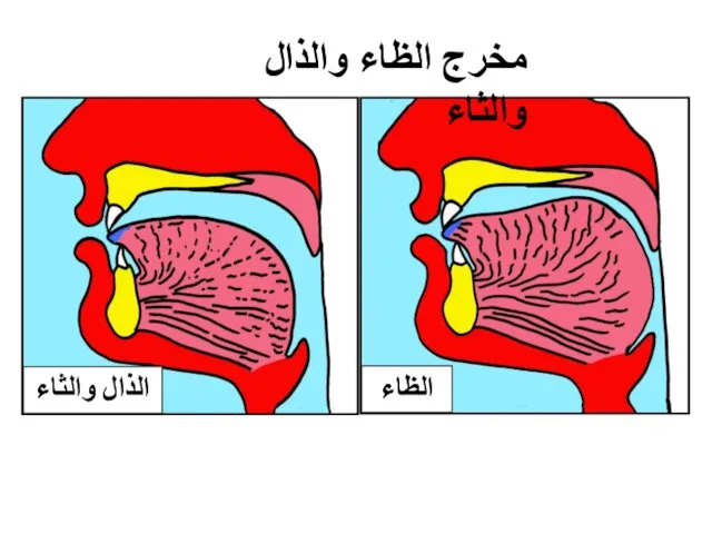 الذال والثاء الظاء مخرج الظاء والذال والثاء طرف اللِّسان مع أطراف الثنايا العليا