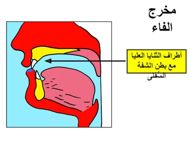 مخرج الفاء أطراف الثنايا العليا مع بطن الشفة السُّفلى