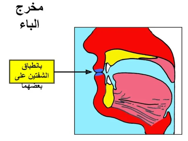 مخرج الباء بانطباق الشفتين على بعضهما