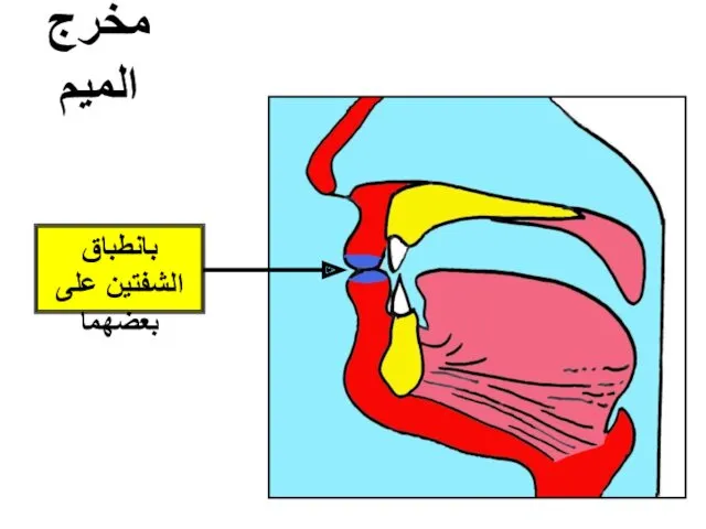 مخرج الميم بانطباق الشفتين على بعضهما