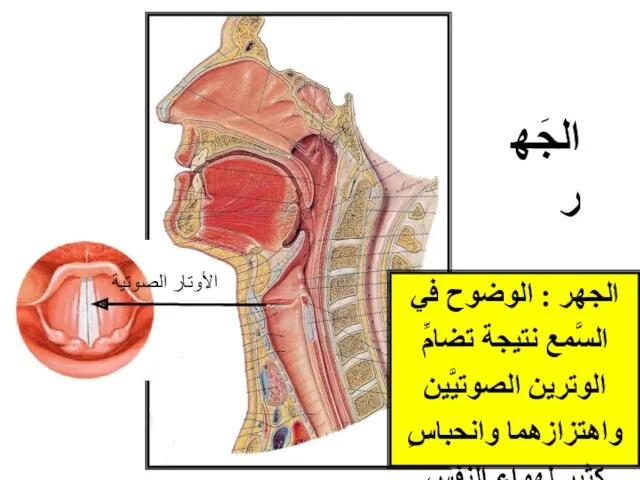 الجهر : الوضوح في السَّمع نتيجة تضامِّ الوترين الصوتيَّين واهتزازهما