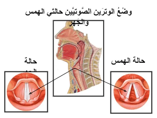 وضْعُ الوترَين الصَّوتيَّين حالتَي الهمس والجَهر حالة الهمس حالة الجهر