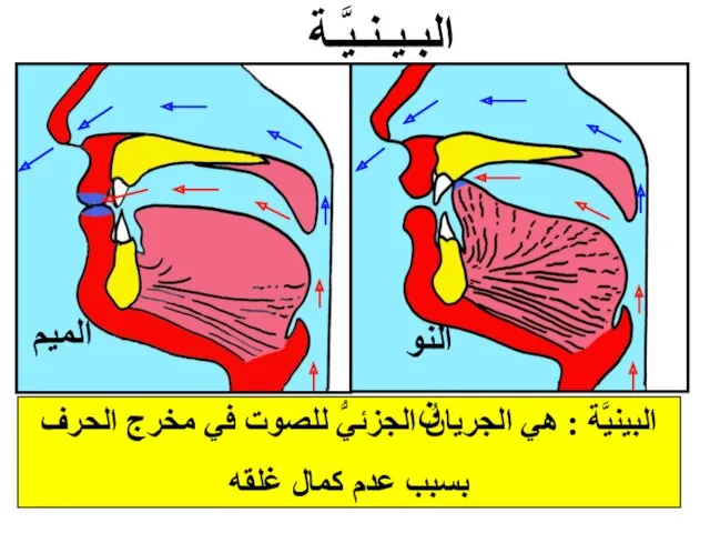 البينيَّة : هي الجريانُ الجزئيُّ للصوت في مخرج الحرف بسبب عدم كمال غلقه البـيـنـيَّـة النون الميم