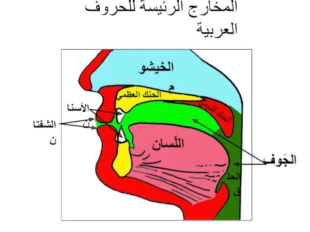 الخيشوم الحنك العظميّ الشفتان اللِّسان الحنك اللحميّ جَوف الفم جَوف