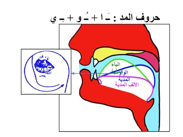 حروف المد : ـَـ ا + ـُـ و + ـِـ ي