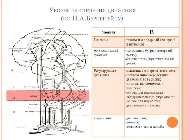 Уровни построения движения (по Н.А.Бернштейну) Е