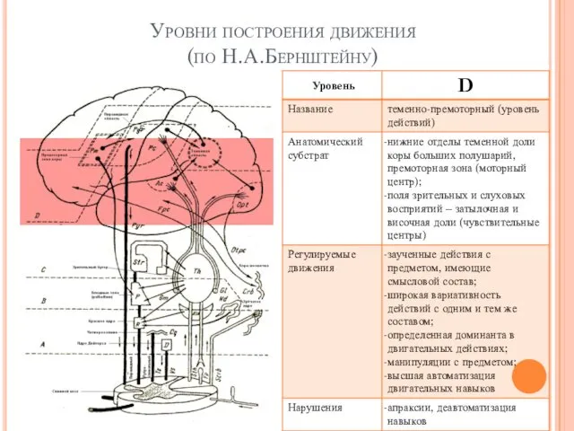 Уровни построения движения (по Н.А.Бернштейну) Е