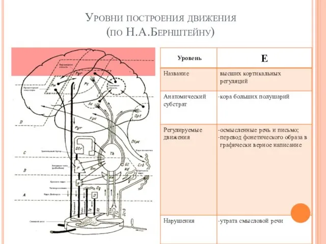 Уровни построения движения (по Н.А.Бернштейну) Е