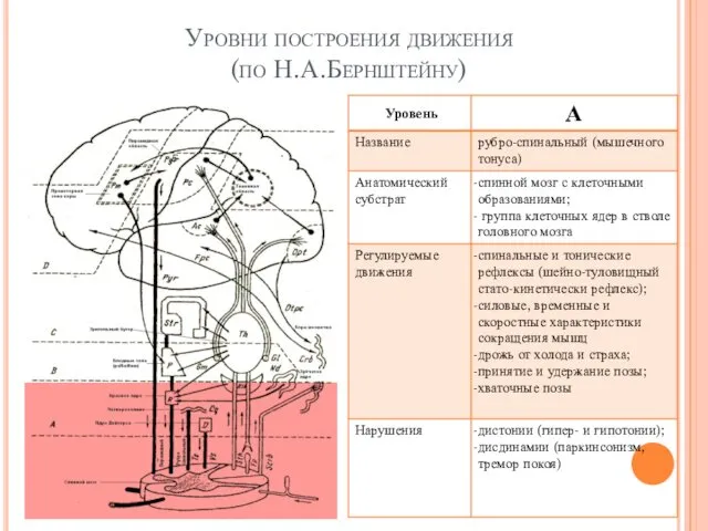 Уровни построения движения (по Н.А.Бернштейну) Е