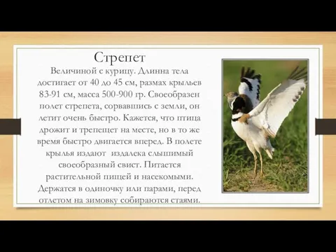 Стрепет Величиной с курицу. Длинна тела достигает от 40 до