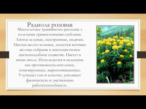 Радиола розовая Многолетнее травянистое растение с толстыми прямостоячими стеблями. Листья