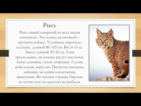 Рысь Рысь самый северный из всех видов кошачьих. Это кошка