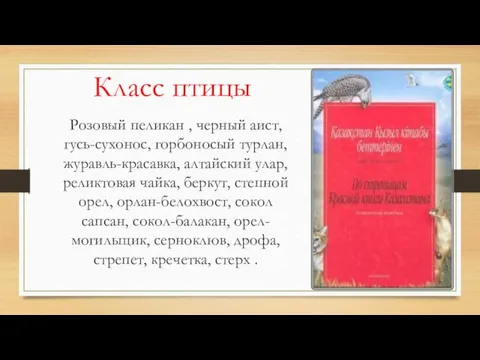 Класс птицы Розовый пеликан , черный аист, гусь-сухонос, горбоносый турлан,