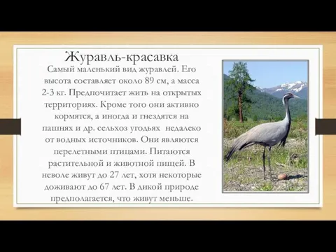 Журавль-красавка Самый маленький вид журавлей. Его высота составляет около 89