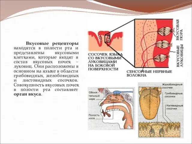 Вкусовые рецепторы находятся в полости рта и представлены вкусовыми клетками,