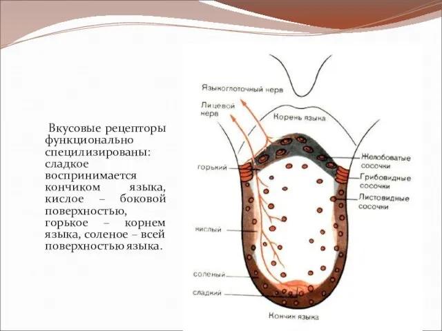 Вкусовые рецепторы функционально специлизированы: сладкое воспринимается кончиком языка, кислое –