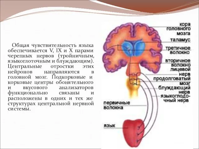 Общая чувствительность языка обеспечивается V, IX и X парами черепных