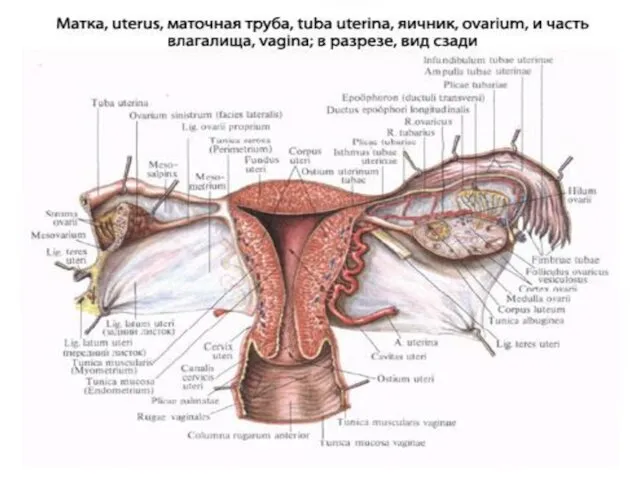 Женские половые органы. Маточная труба.