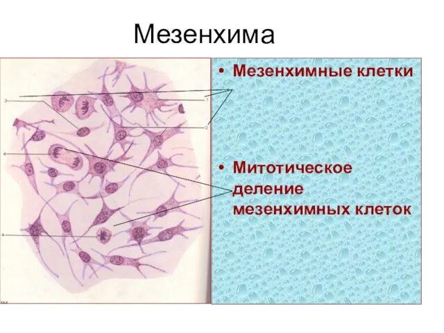 Мезенхима Мезенхимные клетки Митотическое деление мезенхимных клеток