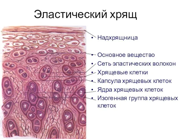 Эластический хрящ Надхрящница Основное вещество Сеть эластических волокон Хрящевые клетки