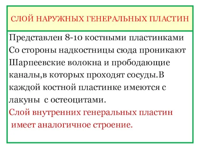 СЛОЙ НАРУЖНЫХ ГЕНЕРАЛЬНЫХ ПЛАСТИН Представлен 8-10 костными пластинками Со стороны