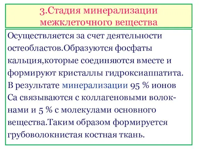 3.Стадия минерализации межклеточного вещества Осуществляется за счет деятельности остеобластов.Образуются фосфаты