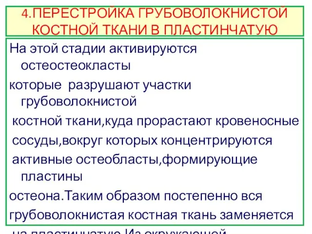 4.ПЕРЕСТРОЙКА ГРУБОВОЛОКНИСТОЙ КОСТНОЙ ТКАНИ В ПЛАСТИНЧАТУЮ На этой стадии активируются