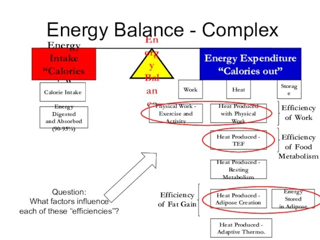 Efficiency of Food Metabolism Energy Balance Energy Intake “Calories in”