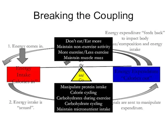 Body Mass/Composition Energy Intake “Calories in” Energy Expenditure “Calories out”