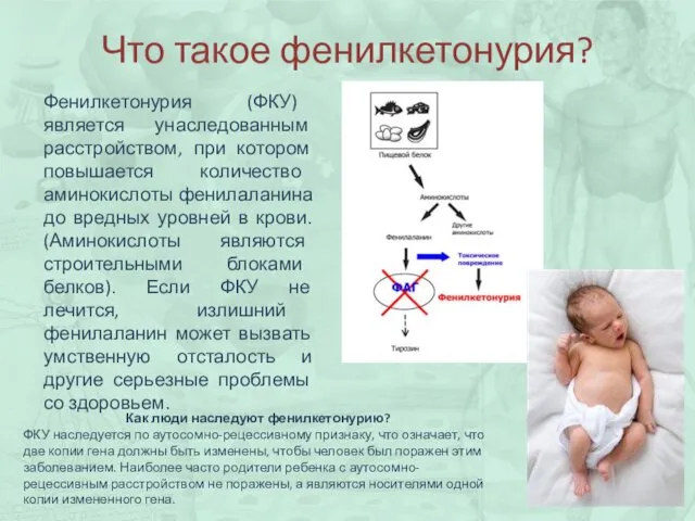 Что такое фенилкетонурия? Фенилкетонурия (ФКУ) является унаследованным расстройством, при котором