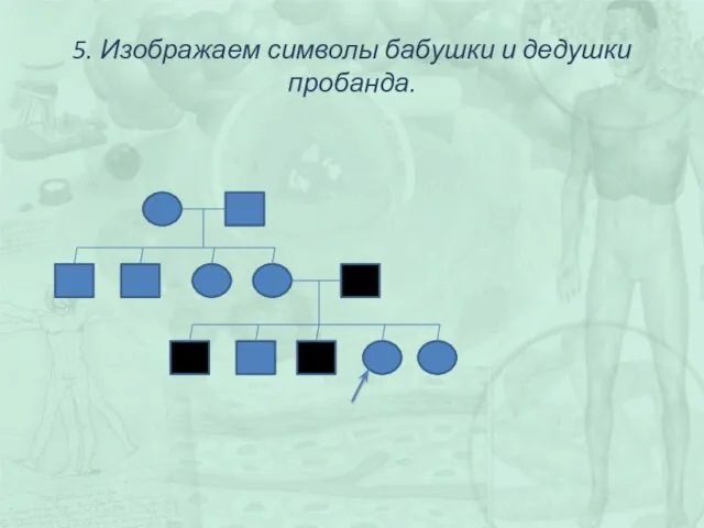 5. Изображаем символы бабушки и дедушки пробанда.