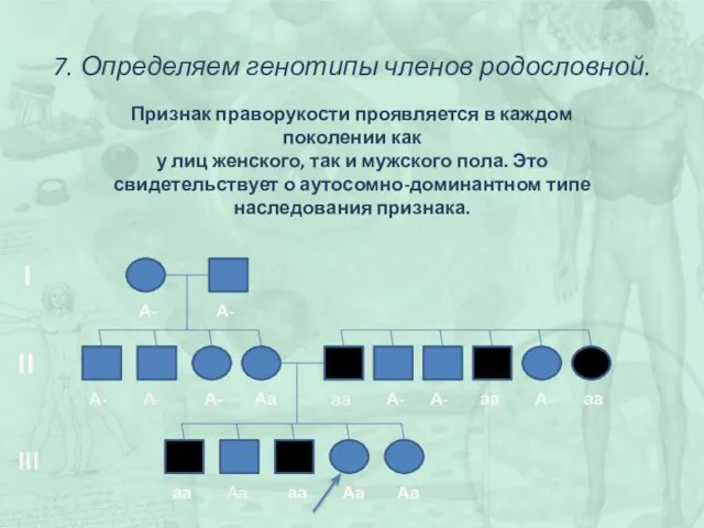 7. Определяем генотипы членов родословной. Признак праворукости проявляется в каждом