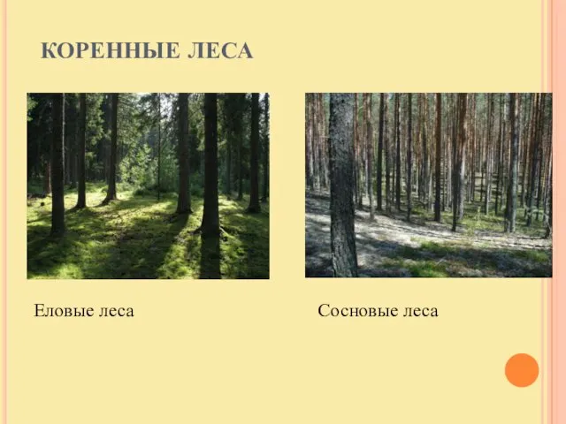 КОРЕННЫЕ ЛЕСА Еловые леса Сосновые леса