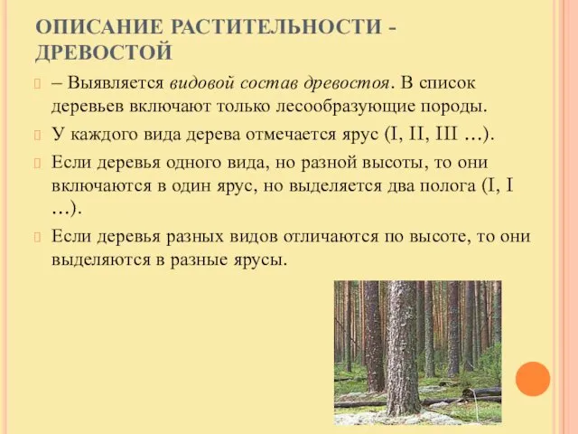 ОПИСАНИЕ РАСТИТЕЛЬНОСТИ - ДРЕВОСТОЙ – Выявляется видовой состав древостоя. В