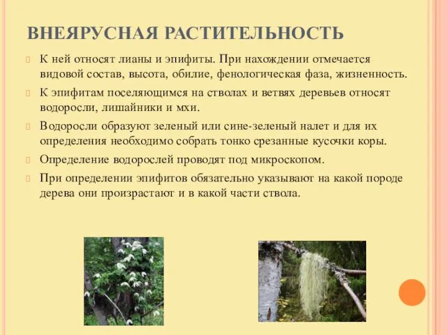 ВНЕЯРУСНАЯ РАСТИТЕЛЬНОСТЬ К ней относят лианы и эпифиты. При нахождении