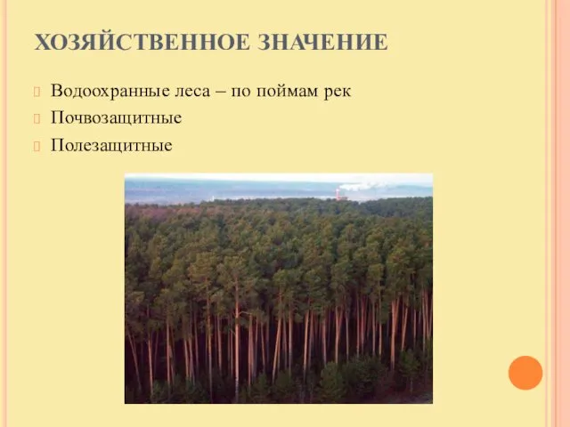 ХОЗЯЙСТВЕННОЕ ЗНАЧЕНИЕ Водоохранные леса – по поймам рек Почвозащитные Полезащитные