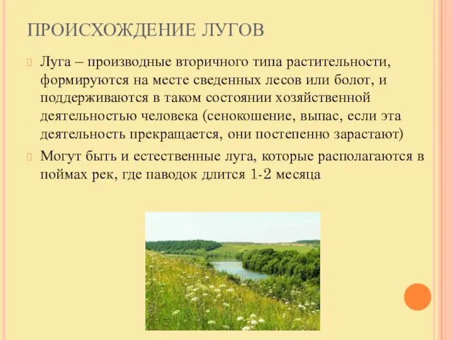 ПРОИСХОЖДЕНИЕ ЛУГОВ Луга – производные вторичного типа растительности, формируются на