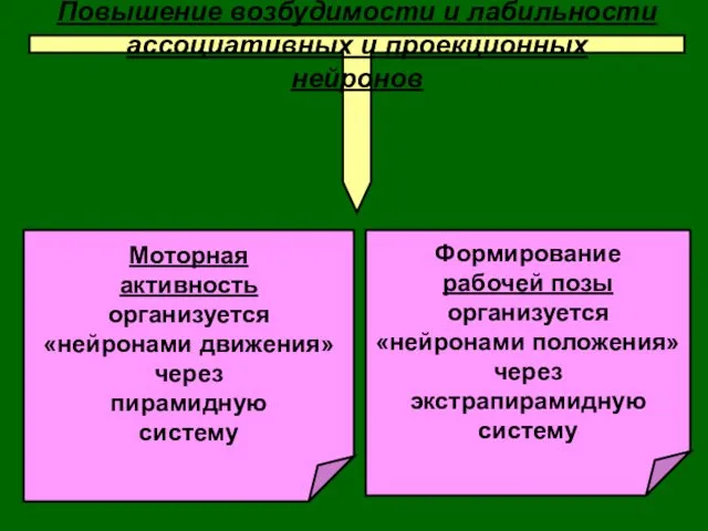 Повышение возбудимости и лабильности ассоциативных и проекционных нейронов Формирование рабочей