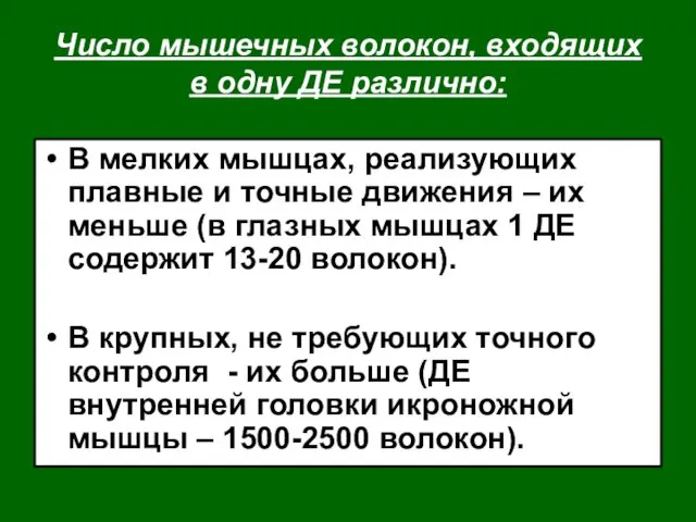 Число мышечных волокон, входящих в одну ДЕ различно: В мелких