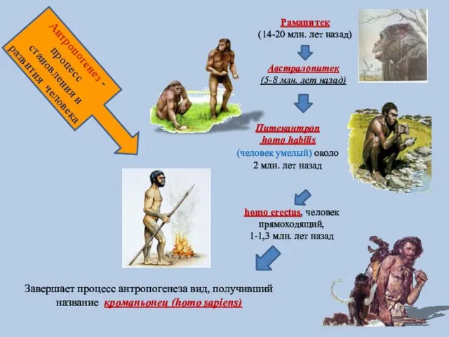 Антропогенез - процесс становления и развития человека Рамапитек (14-20 млн. лет назад) Австралопитек