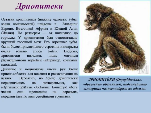 Дриопитеки ДРИОПИТЕ́КИ (Dryopithecinae, «древесные обезьяны»), подсемейство вымерших человекообразных обезьян.