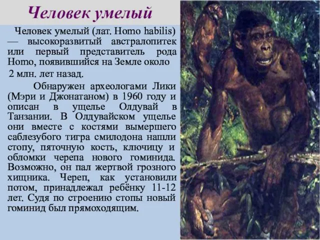 Человек умелый (лат. Homo habilis) — высокоразвитый австралопитек или первый представитель рода Homo,