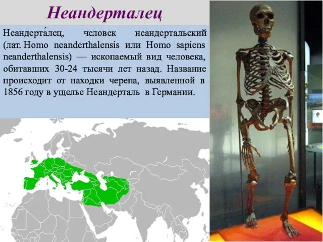 Неандерта́лец, человек неандертальский (лат. Homo neanderthalensis или Homo sapiens neanderthalensis) — ископаемый вид